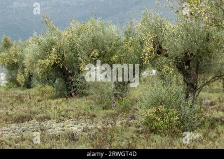 Olivenbaumanbau mit Oliven, die fast zur Ernte bereit sind, in Gaianes, Spanien Stockfoto