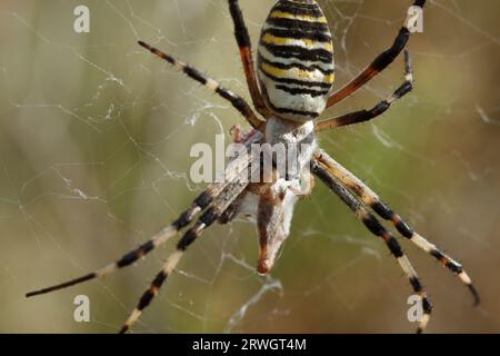 Tigerspinne, Argiope bruennichi, ernährt sich von ihrer Beute Stockfoto