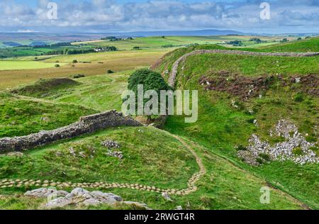 Sycamore Tree in Sycamore Gap am Hadrian's Wall neben dem Hadrian's Wall National Trail, in der Nähe von Bardon Mill, Northumberland Stockfoto