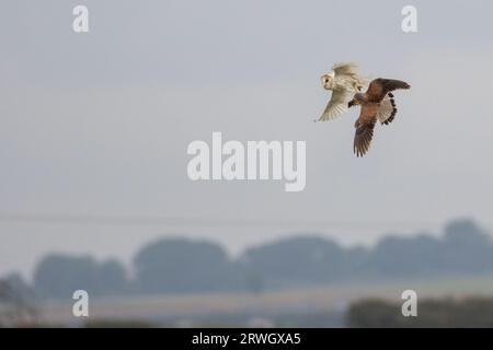 Kestrel (Falco tinnunculus) stiehlt einer Scheuneneule (Tyto alba) in einem Luftzug in Flamborough, East Riding of Yorkshire, England, Wildli Stockfoto