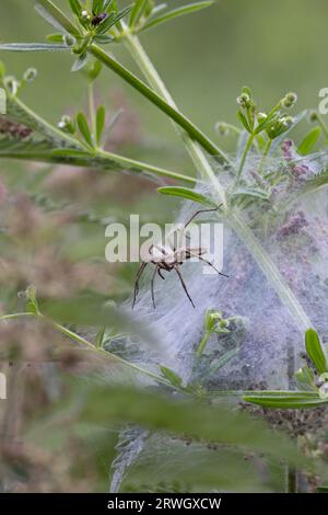 Kinderwebspinne (Pisaura mirabilis) Norfolk Juni 2023 Stockfoto