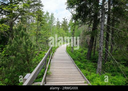 Ein Brettweg führt zum Hohlohsee auf der Kaltenbronn Stockfoto