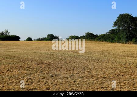 Die Wiese trocknete durch die Dürre in Heckengäu aus Stockfoto