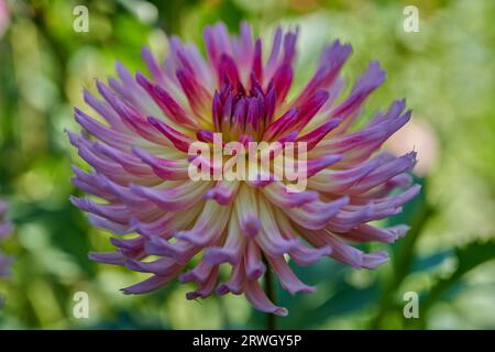 Üppige Dahlie Blume Nahaufnahme Stockfoto