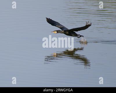 Great Cormorant Abheben vom Wasser Phalacrocorax Carbo Abberton Reservoir, Essex, UK BI037114 Stockfoto