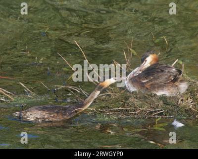 Great Crested Grebe - Paar im Nest mit Chick Podiceps Cristatus Essex, UK BI037143 Stockfoto