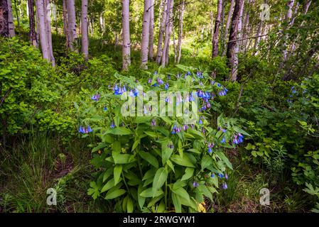 Blaue Glocken und Vergissmeinnicken blühen früh im Sommer auf dem Waldboden. Stockfoto