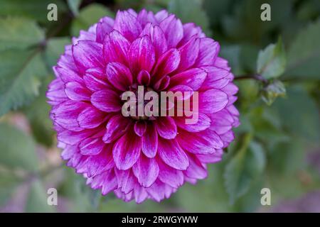 Üppige Dahlie Blume Nahaufnahme Stockfoto