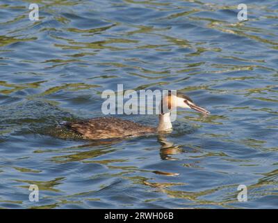 Great Crested Grebe - mit Fisch Podiceps Cristatus Essex, UK BI037211 Stockfoto