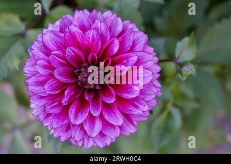 Üppige Dahlie Blume Nahaufnahme Stockfoto