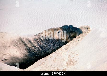 Eine vernarbte Elefantenrobbe im Año Nuevo State Park, San Mateo County, Kalifornien, USA Stockfoto