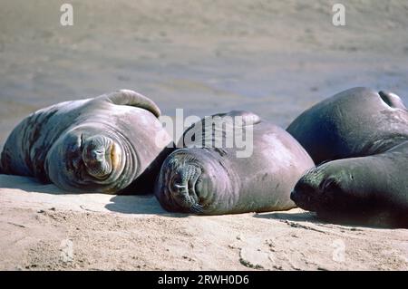 Elefantenrobben, Harem, Elefantenrobben, (im angustirostris) Año Nuevo State Park, San Mateo County, Kalifornien, USA Stockfoto