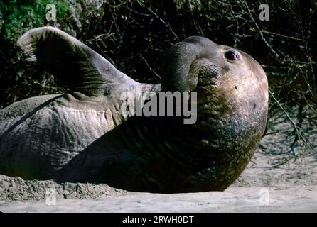 Eine vernarbte Elefantenrobbe im Año Nuevo State Park, San Mateo County, Kalifornien, USA Stockfoto