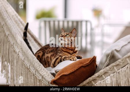 Die bengalische Katze entspannt sich in der Hängematte Stockfoto