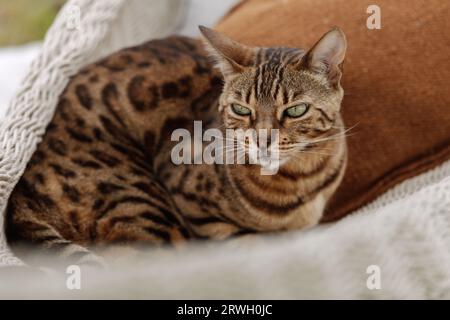 Die bengalische Katze entspannt sich in der Hängematte Stockfoto