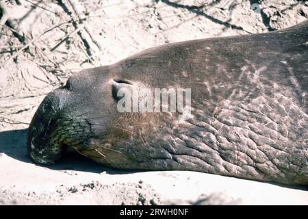 Eine vernarbte Elefantenrobbe im Año Nuevo State Park, San Mateo County, Kalifornien, USA Stockfoto