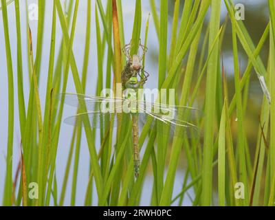 Emperor Dragonfly - Emerging Anax Imperator Graden, Essex, UK IN004263 Stockfoto