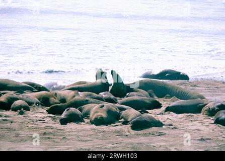 Elefantenrobben, Harem, Elefantenrobben, (im angustirostris) Año Nuevo State Park, San Mateo County, Kalifornien, USA Stockfoto