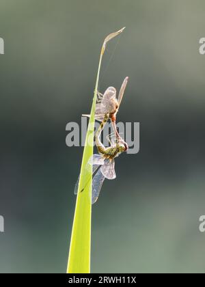 Darter Libelle – paarweise Paarung Sympetrum striolatum Essex, UK IN004372 Stockfoto