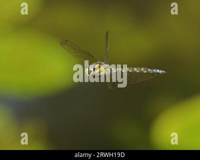 Southern Hawker Dragonfly – im Flug Aeshna cyanea Essex, UK IN004481 Stockfoto