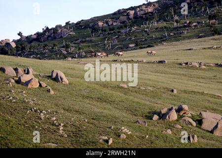 Takhi-Wildpferde in Hustai N.P., Mongolei Stockfoto