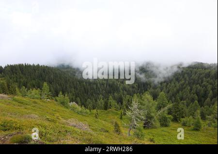 Luftaufnahme des Waldes mit weißem Nebel in den Bergen Stockfoto