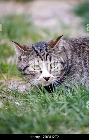 Graue, weiße und schwarze Katze schleichen sich durch das Gras Stockfoto