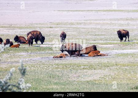 amerikanische Bisons ruhen mittags auf Gras, Antilope Island, Salt Lake, utah Stockfoto