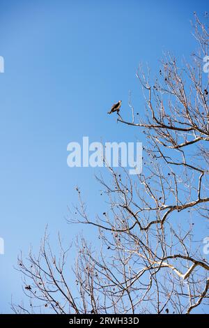 osprey thront in einem Baum am blauen Himmel Stockfoto
