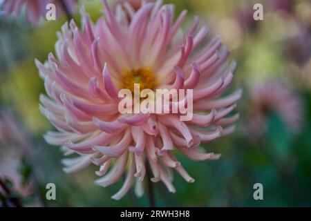 Üppige Dahlie Blume Nahaufnahme Stockfoto