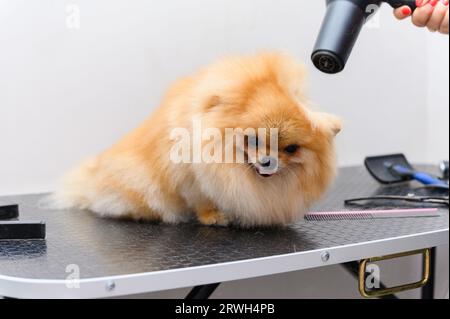 Groomer trocknet einen Spitzhund mit einem Haartrockner nach einem Haarschnitt in einem Tiersalon. Stockfoto