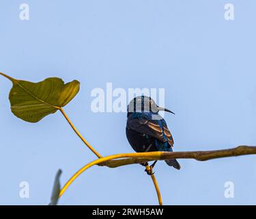 Ein Purple Sunbird auf einem Baumzweig Stockfoto