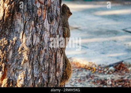 Ein braunes Eichhörnchen mit einem buschigen Schwanz klettert in einem Park auf einen rauhen Baumstamm. Eichhörnchen auf einem Baum Nahaufnahme. Stockfoto