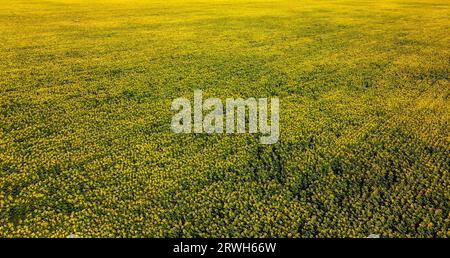Ein Panoramablick aus der Luft fängt den strahlenden Charme eines Sonnenblumenfeldes an einem glühenden Sommertag ein und malt eine malerische Landschaft. Stockfoto