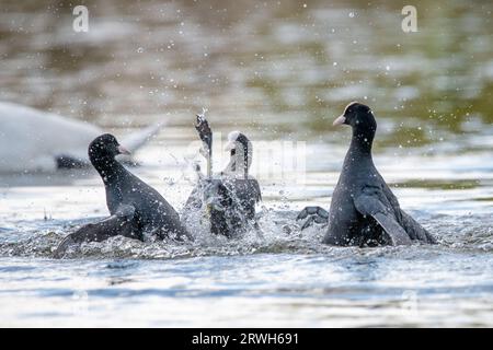 Coot im Bushy Park Stockfoto