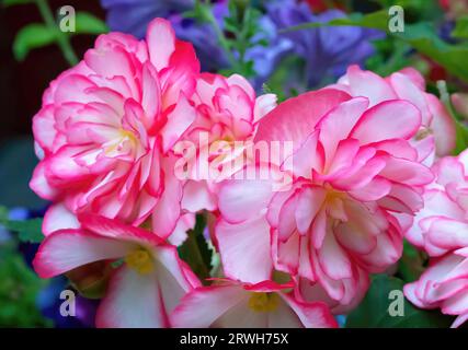 Hübsche rosa Begonia blüht an einem Sommernachmittag in St. Croix Falls, Wisconsin, USA. Stockfoto