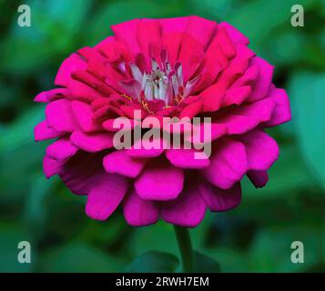 Wunderschönes tiefrosa und rotes Zentrum Zinnia an einem Sommernachmittag in einem Garten in St. Croix Falls, Wisconsin, USA. Stockfoto