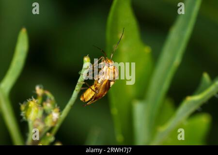 Lygus rugulipennis Familie Miridae Gattung Lygus Europäische getrübte Pflanzenwanze wilde Natur Insektentapete, Bild, Fotografie Stockfoto