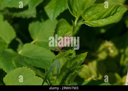 Coreus marginatus Familie Coreidae Gattung Coreus Dock Bug wilde Natur Insektentapete, Bild, Fotografie Stockfoto