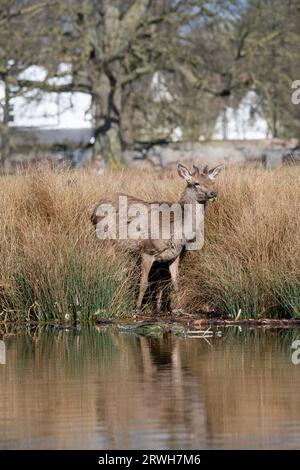 Rothirsch in Bushy Park Stockfoto