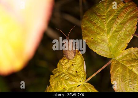 Coreus marginatus Familie Coreidae Gattung Coreus Dock Bug wilde Natur Insektentapete, Bild, Fotografie Stockfoto