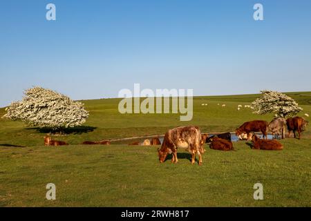 Kühe, die im Frühjahr auf dem Ditchling Beacon weiden, mit Weißdorn in Blüte um einen Tauteich Stockfoto