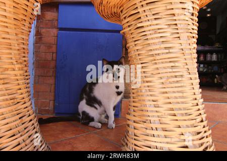 In Chefchaouen befindet sich eine schwarz-weiß gepatchte Straßenkatze auf Terrakotta-Fliesen in der Nähe eines Wicker-Ausstellungsstandes mit einer blau bemalten Ziegelwand. Stockfoto