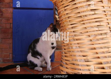 In Chefchaouen befindet sich eine schwarz-weiß gepatchte Straßenkatze auf Terrakotta-Fliesen in der Nähe eines Wicker-Ausstellungsstandes mit einer blau bemalten Ziegelwand. Stockfoto