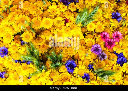 Wunderschöner mehrfarbiger Wildblumenhintergrund mit gelben Gänseblümchen, blauen, rosa und violetten Kornblumen und Roggenohren Stockfoto