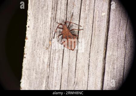 Coreus marginatus Familie Coreidae Gattung Coreus Dock Bug wilde Natur Insektentapete, Bild, Fotografie Stockfoto