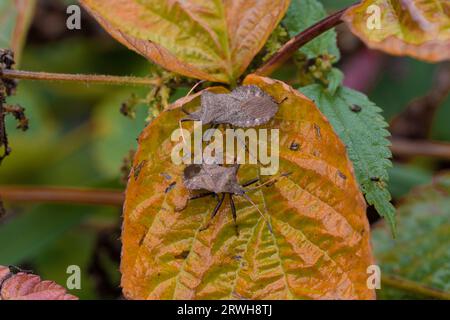 Coreus marginatus Familie Coreidae Gattung Coreus Dock Bug wilde Natur Insektentapete, Bild, Fotografie Stockfoto