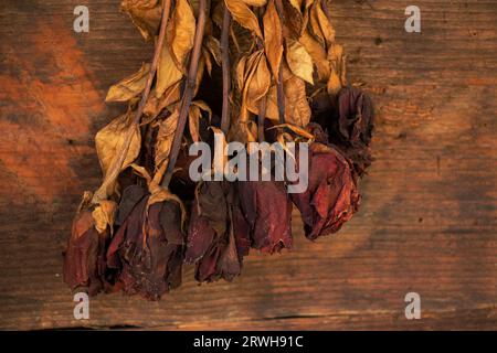 Ein trockener Rosenstrauß hängt an einer alten Holzwand, eine trockene Rose Stockfoto