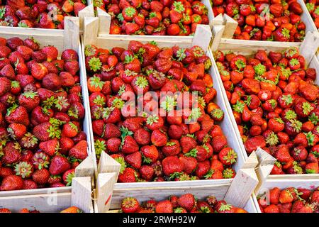 Frisch geerntete reife rote Bio-Erdbeeren mit grünen Blättern in Holzkisten auf dem Bauernmarkt. Erdbeerhintergrund. Frische Erdbeeren Stockfoto