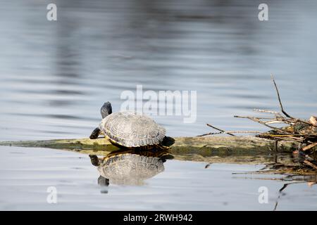 Terrapin im Bushy Park Stockfoto